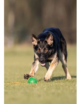 kiwipet-brinquedo-starmark-gripcord-chew-ball-loop-detalhe