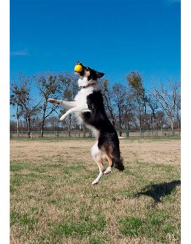 kiwipet-brinquedo-starmark-cao-bola-durafoam-amarela-utilizacao