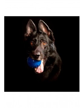 kiwipet-brinquedo-starmark-cao-bola-durafoam-azul-utilizacao