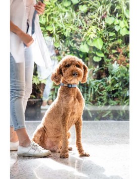 kiwipet-coleira-fuzzyard-cao-french-blue