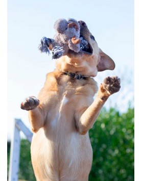 kiwipet-brinquedo-rosewood-cao-brinquedo-natal-rena-richie-utilizacao