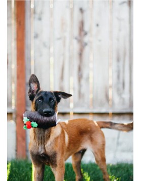 kiwipet-brinquedo-play-cao-hollyday-classic-yule-log-utilizacao