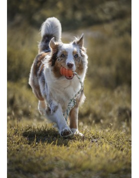 kiwipet-brinquedo-green-sheep-cao-corda-bola-borracha-laranja-demonstracao