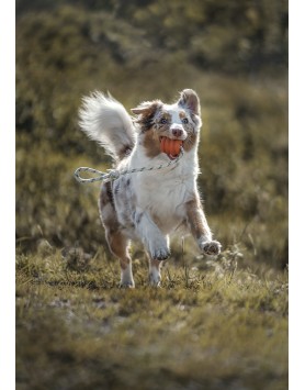 kiwipet-brinquedo-green-sheep-cao-corda-bola-borracha-laranja-utilizacao