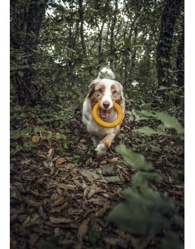 kiwipet-brinquedo-green-sheep-cao-argola-borracha-amarelo-campo