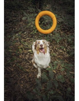 kiwipet-brinquedo-green-sheep-cao-argola-borracha-amarelo-cao