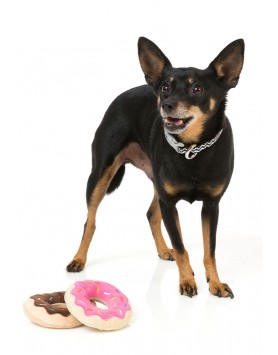 kiwipet-brinquedo-fuzzyard-cao-peluche-donuts-par-pormenor