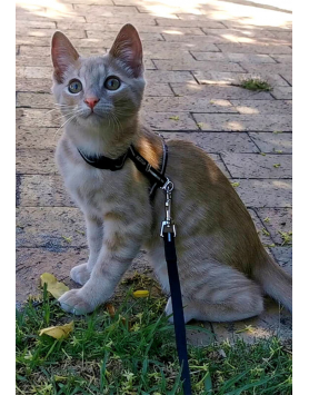 kiwipet-peitoral-rogz-gato-alley-harness-preto-utilizacao