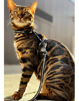 kiwipet-peitoral-rogz-gato-alley-harness-preto-detalhe