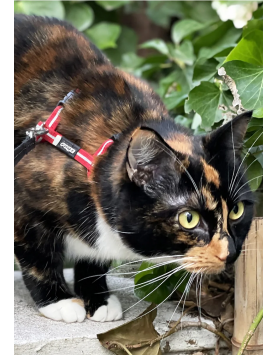 kiwipet-peitoral-rogz-gato-alley-harness-vermelho-utilizacao