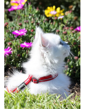 kiwipet-peitoral-rogz-gato-alley-harness-vermelho-detalhe