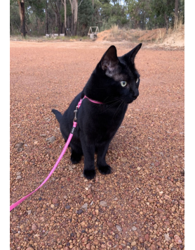 kiwipet-peitoral-rogz-gato-alley-harness-rosa-detalhe