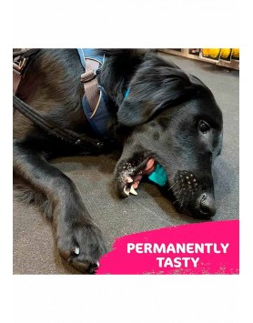 kiwipet-escova-dental-tastybone-cao-brinquedo-tastybrush-menta-fresca-utilizacao