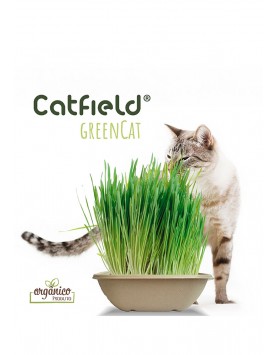 kiwipet-catfield-gato-80g-green-cat-erva-gateira-detalhe