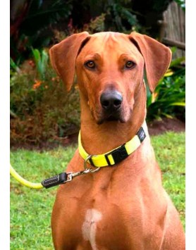 kiwipet-coleira-rogz-cao-classic-amarelo