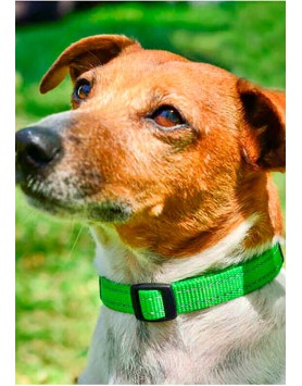 kiwipet-coleira-rogz-cao-classic-verde