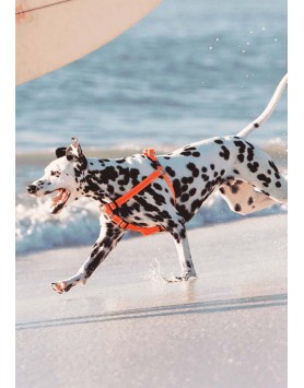 kiwipet-peitoral-rogz-cao-step-in-harness-laranja