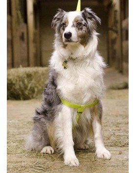 kiwipet-peitoral-rogz-cao-step-in-harness-amarelo