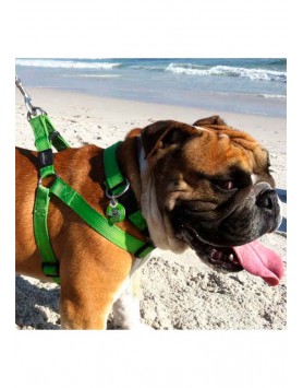 kiwipet-peitoral-rogz-cao-step-in-harness-verde