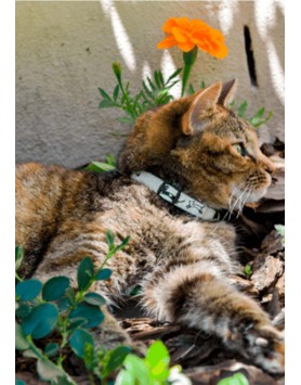 kiwipet-coleira-rogz-gato-glow-cat-preto