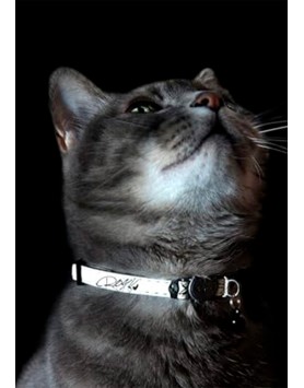 kiwipet-coleira-rogz-gato-glow-cat-preto-cores-detalhe