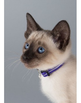 kiwipet-coleira-rogz-gato-refletora-roxo
