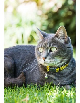 kiwipet-coleira-rogz-gato-refletora-amarela