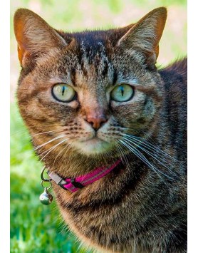 kiwipet-coleira-rogz-gato-refletora-rosa