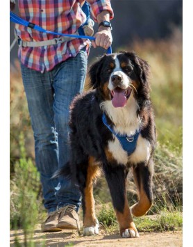 kiwipet-peitoral-rogz-cao-explore-harness-azul