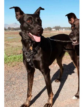 kiwipet-peitoral-rogz-cao-control-harness-preto