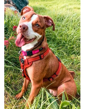 kiwipet-peitoral-rogz-cao-control-harness-vermelho